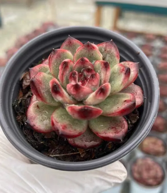 plant Aeonium Echeveria Haworthia  Caudex  Lithops Cactus  Agave 