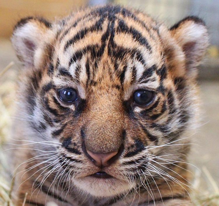 Realistic Baby Tiger