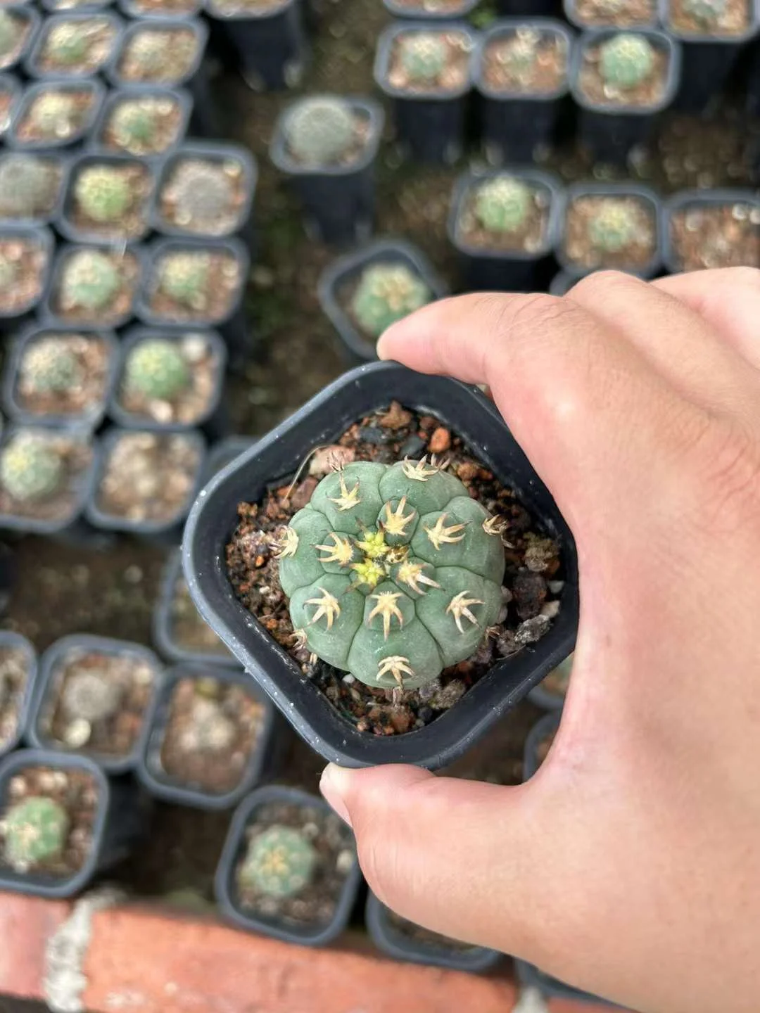 plant Aeonium Echeveria Haworthia  Caudex  Lithops Cactus  Agave 