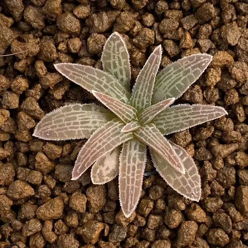 plant Aeonium Echeveria Haworthia  Caudex  Lithops Cactus  Agave 