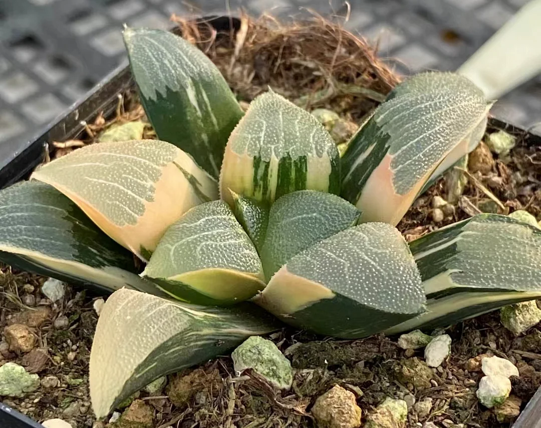 plant Aeonium Echeveria Haworthia  Caudex  Lithops Cactus  Agave 