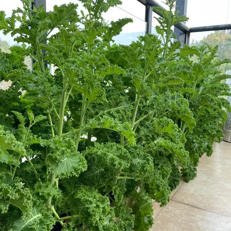 Kale Seeds