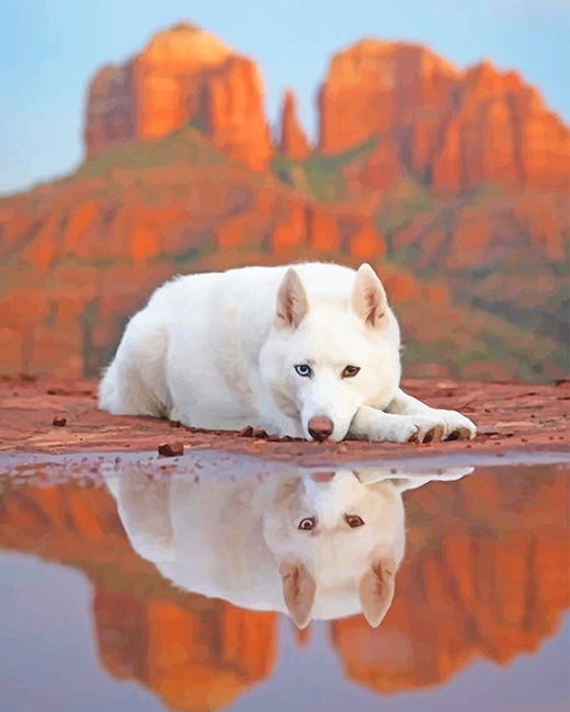 

White German Shepherd Dog In Water – Paint By Numbers - 40*50CM, 501 Original