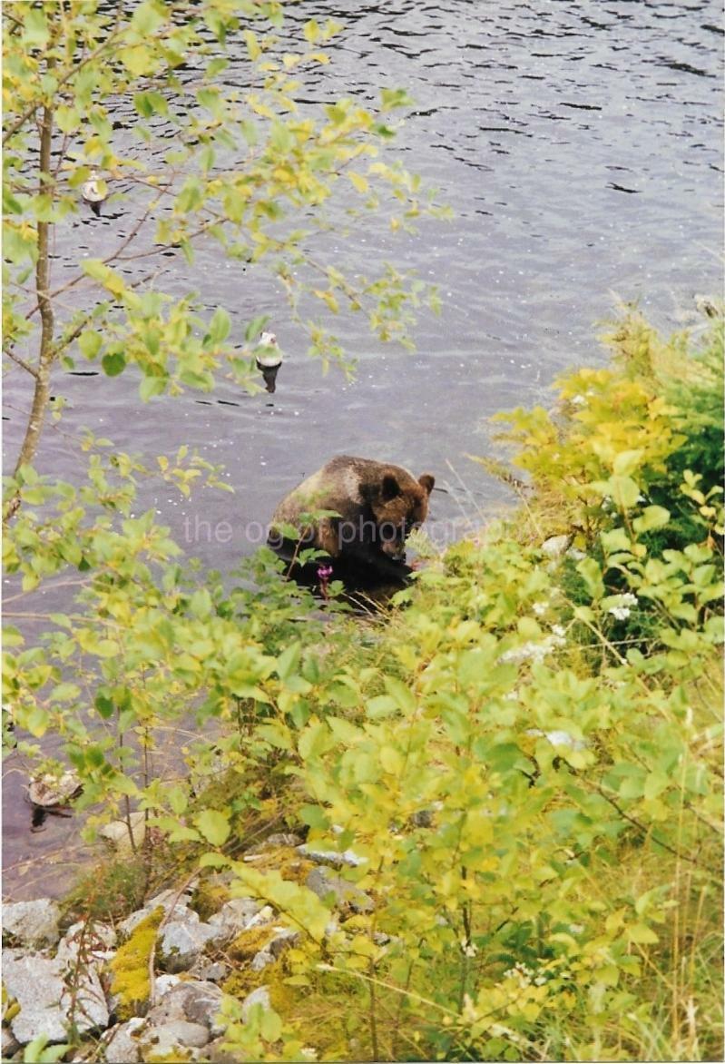 Canadian Bears FOUND Photo Poster paintingGRAPH Color CANADA Original Snapshot VINTAGE 98 17 S