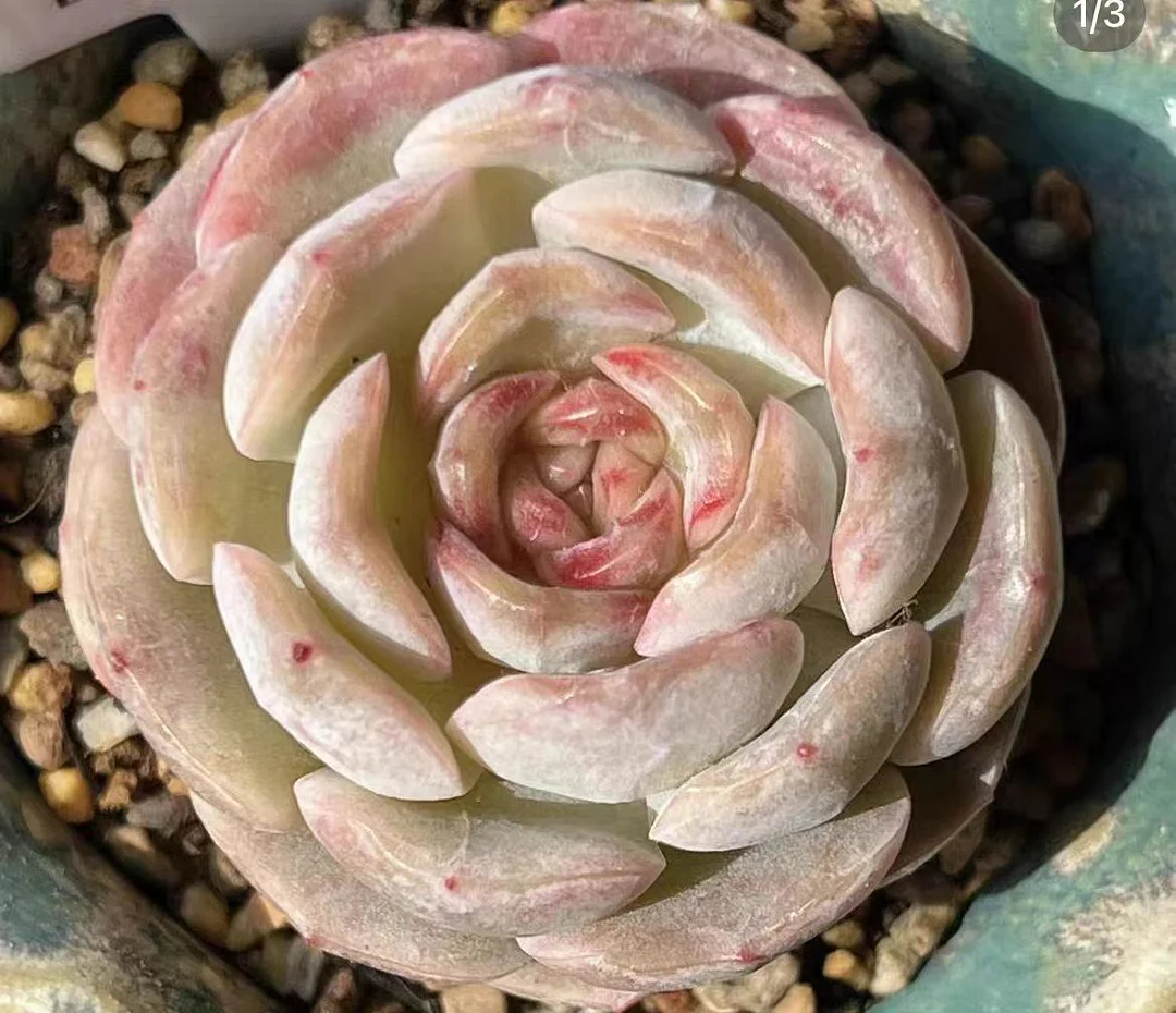 501.Echeveria   Sunset melting crystal . single head  5cm /Echeveria/  Succulent plants / Garden landscape / Carefully select healthy plants