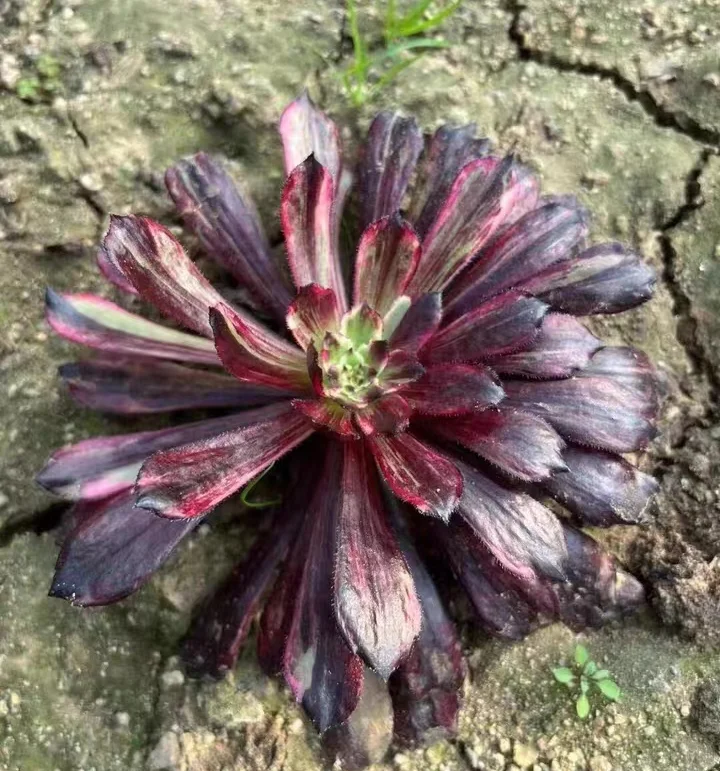 plant Aeonium Echeveria Haworthia  Caudex  Lithops Cactus  Agave 