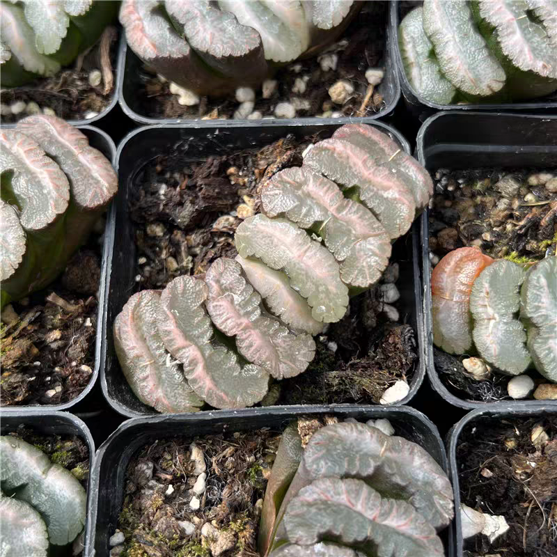 bjbm28.Haworthia truncata Fukumusume 5-6cm/ Haworthia/ Succulent plants / Garden landscape / Carefully select healthy plants