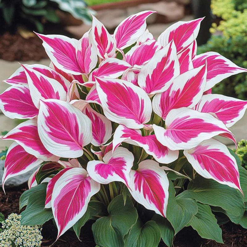 🪴Best Hosta Plants to Grow in the Shade