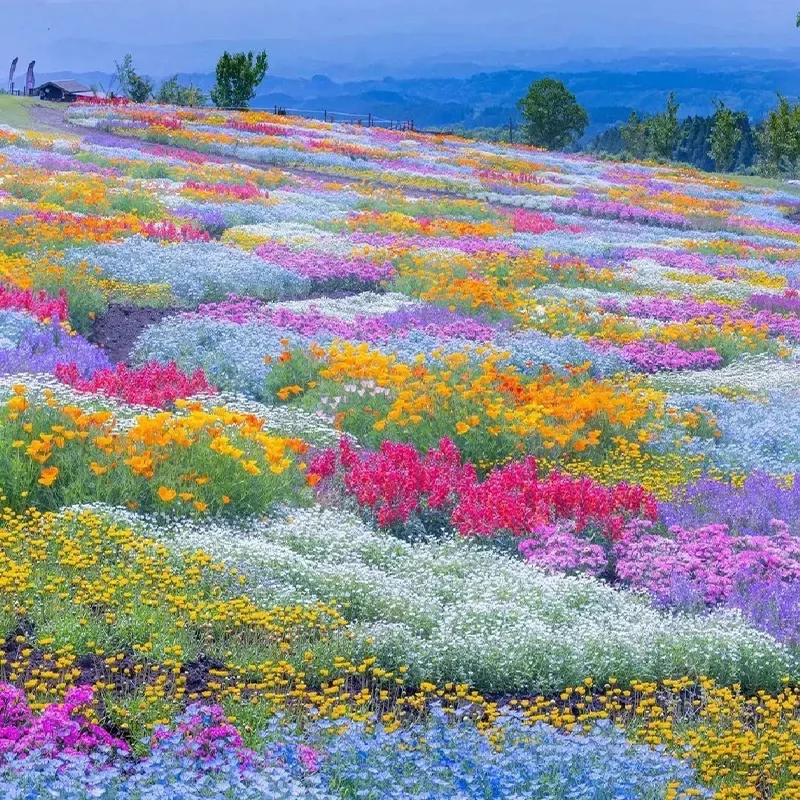The Enchanted Garden - Over 50 Varieties Mixed Perennial Seeds