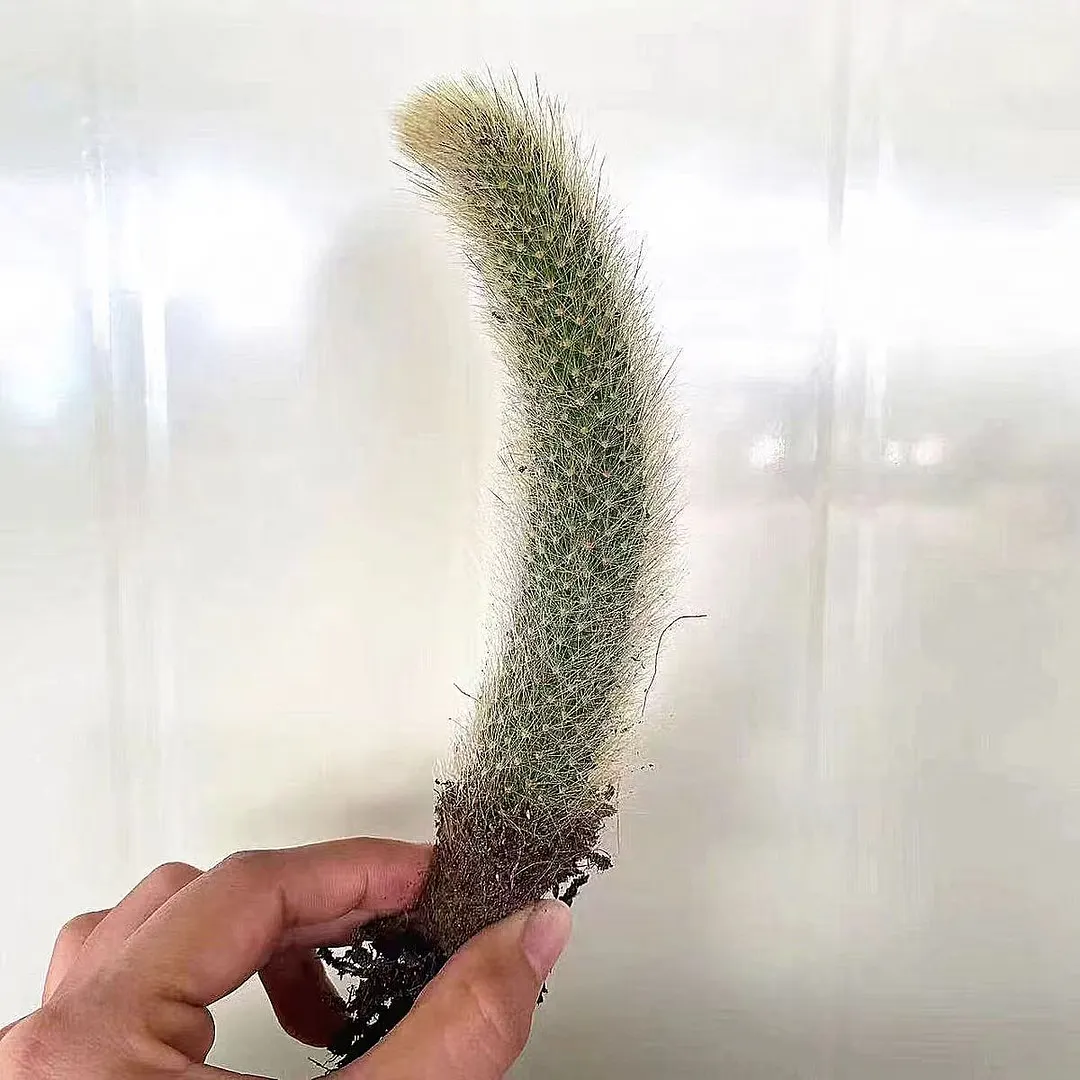 plant Aeonium Echeveria Haworthia  Caudex  Lithops Cactus  Agave 