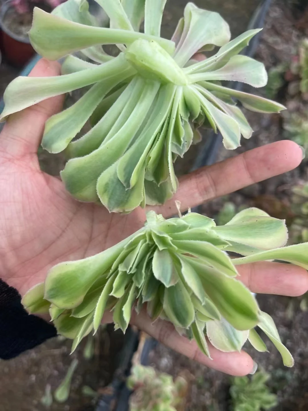 plant Aeonium Echeveria Haworthia  Caudex  Lithops Cactus  Agave 