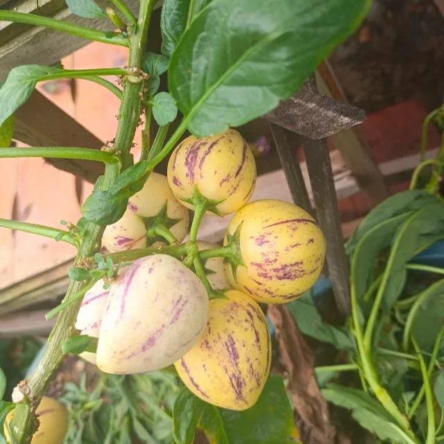 Pepino melon seeds, melon pear or sweet cucumber exotic fruit, ginseng fruit seeds
