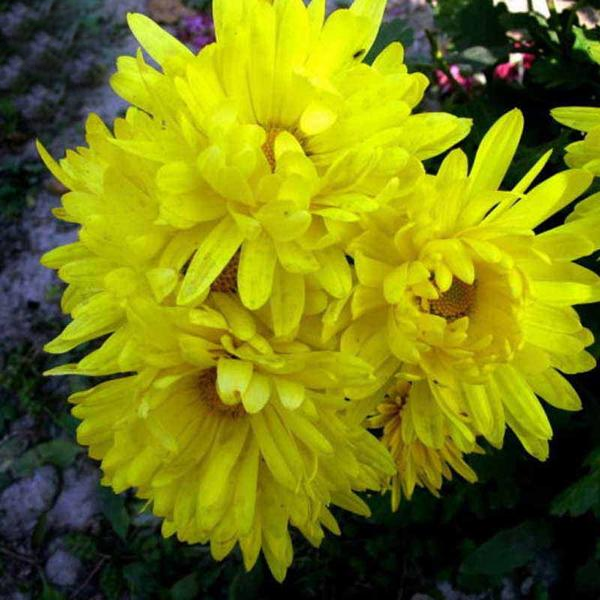 Yellow Aster Flower Seeds