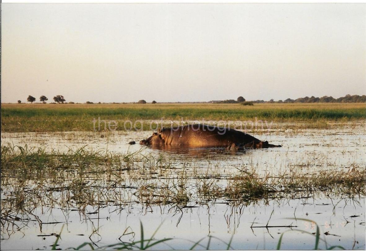 FOUND WILDLIFE Photo Poster paintingGRAPH Color AFRICAN HIPPO Original Snapshot VINTAGE 08 24 T