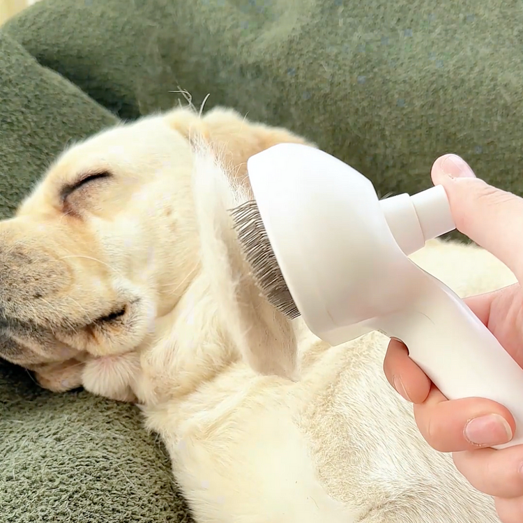 Steam Brush