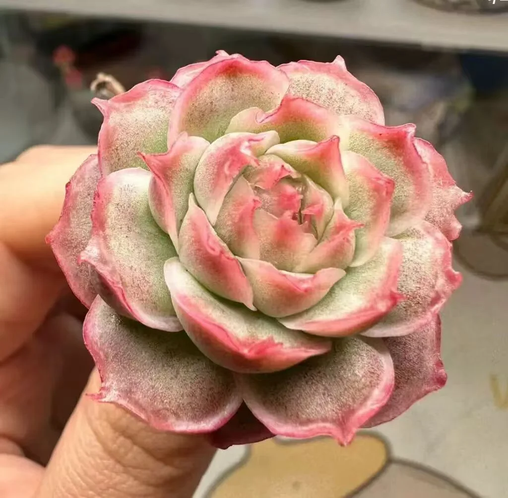 plant Aeonium Echeveria Haworthia  Caudex  Lithops Cactus  Agave 