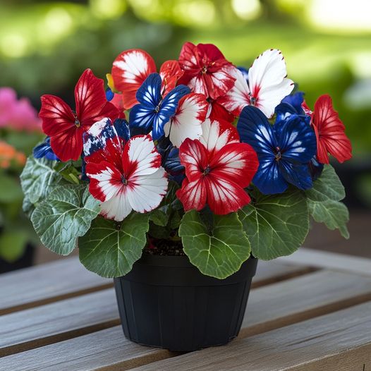 Chroma Breeze Begonia Jonyparkseed®