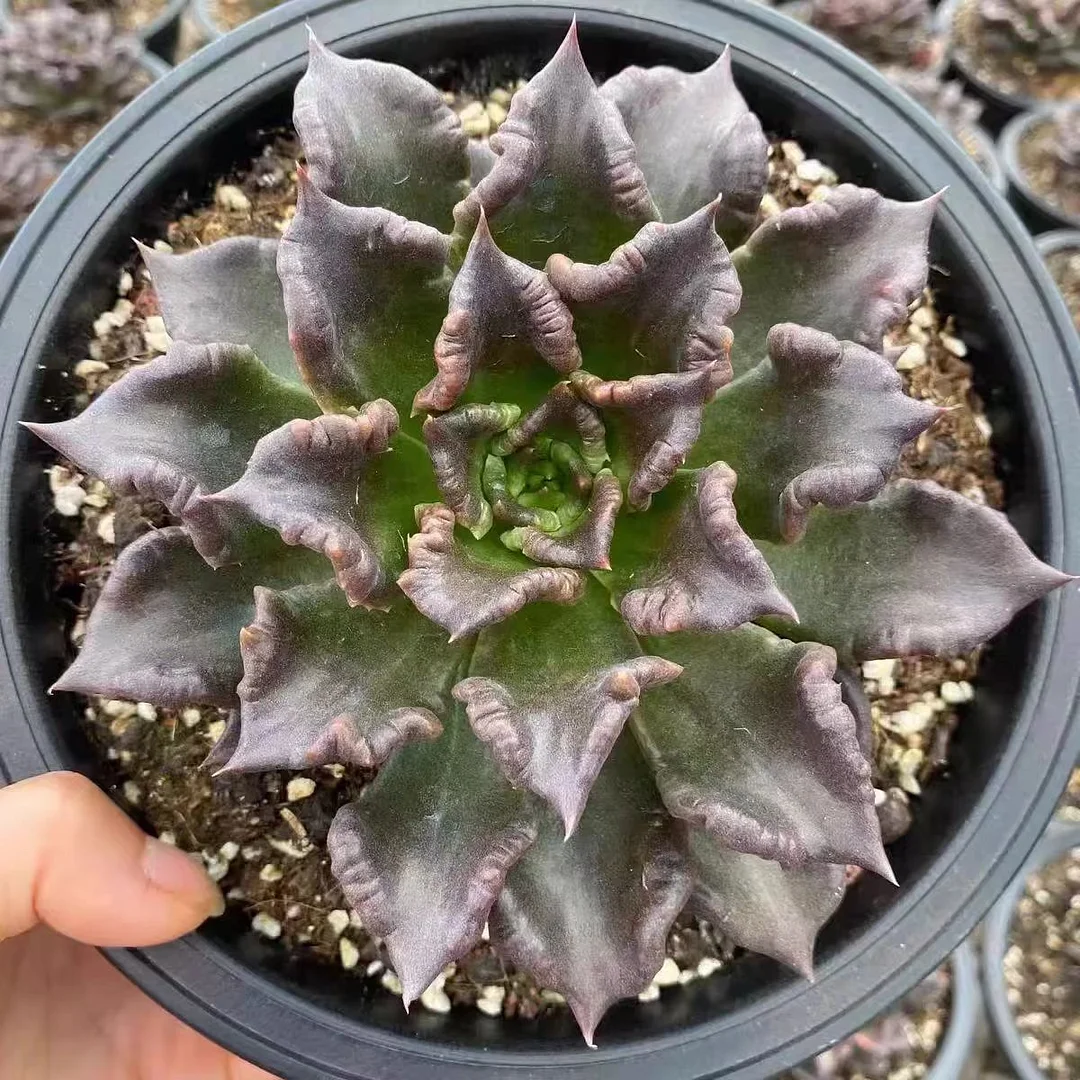 plant Aeonium Echeveria Haworthia  Caudex  Lithops Cactus  Agave 