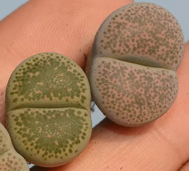 plant Aeonium Echeveria Haworthia  Caudex  Lithops Cactus  Agave 