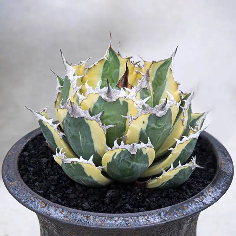 plant Aeonium Echeveria Haworthia  Caudex  Lithops Cactus  Agave 