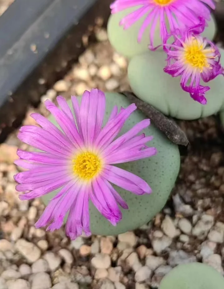 849.   Wettsteinii  single head / Lithops and Conophytum  /  Succulent plants / Garden landscape / Carefully select healthy plants