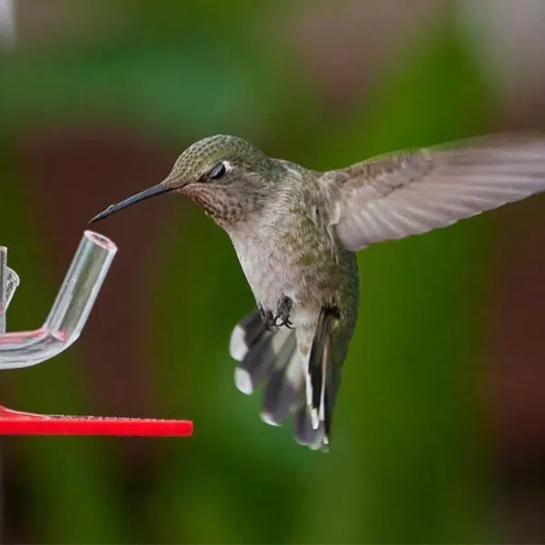 Peter&rsquo;s Hummingbird Feeder