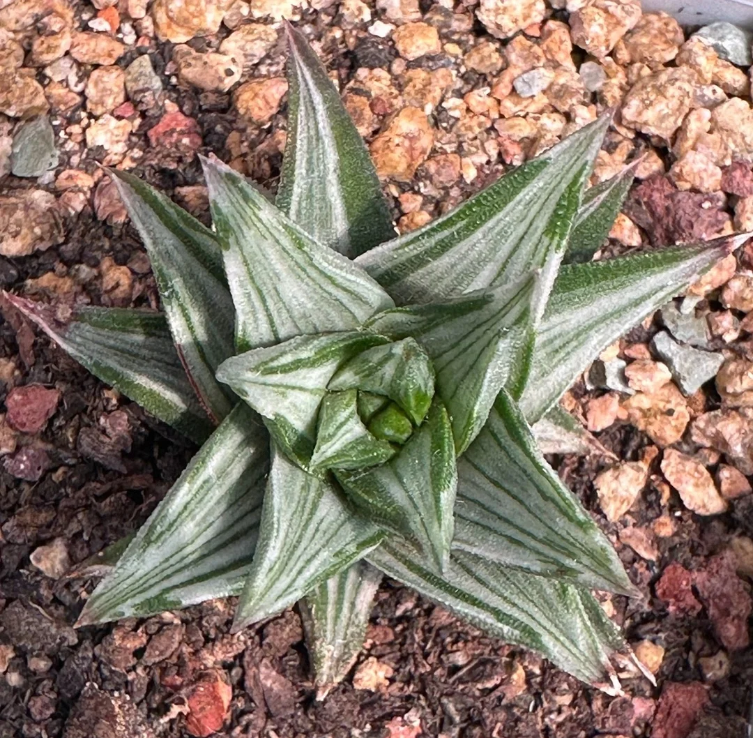 plant Aeonium Echeveria Haworthia  Caudex  Lithops Cactus  Agave 