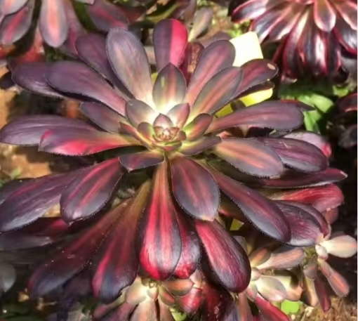 plant Aeonium Echeveria Haworthia  Caudex  Lithops Cactus  Agave 