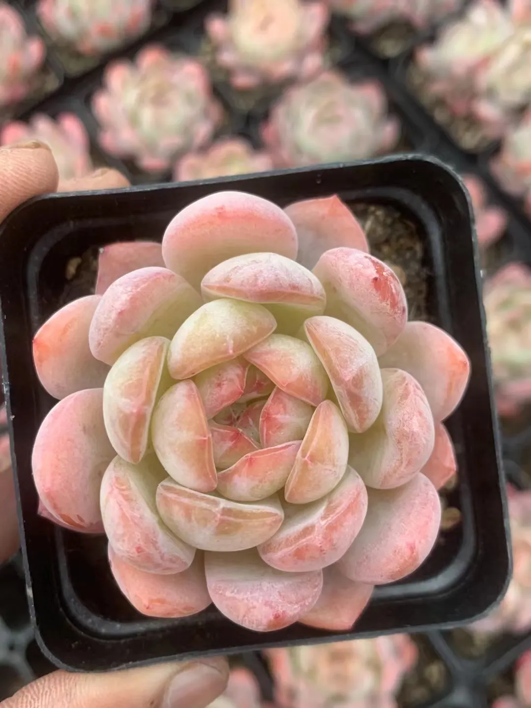 plant Aeonium Echeveria Haworthia  Caudex  Lithops Cactus  Agave 