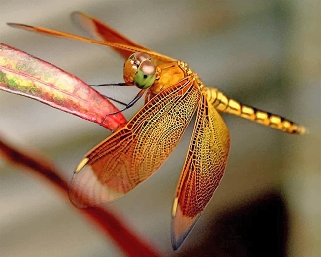 

Dragonfly – Paint By Numbers - 40*50CM, 501 Original