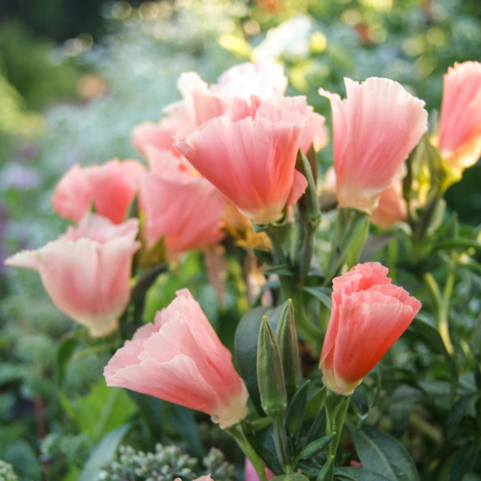 Godetia Orange Glory Flower | X 100 Seeds
