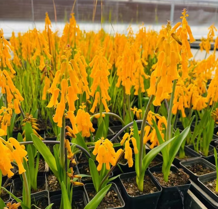 plant Aeonium Echeveria Haworthia  Caudex  Lithops Cactus  Agave 