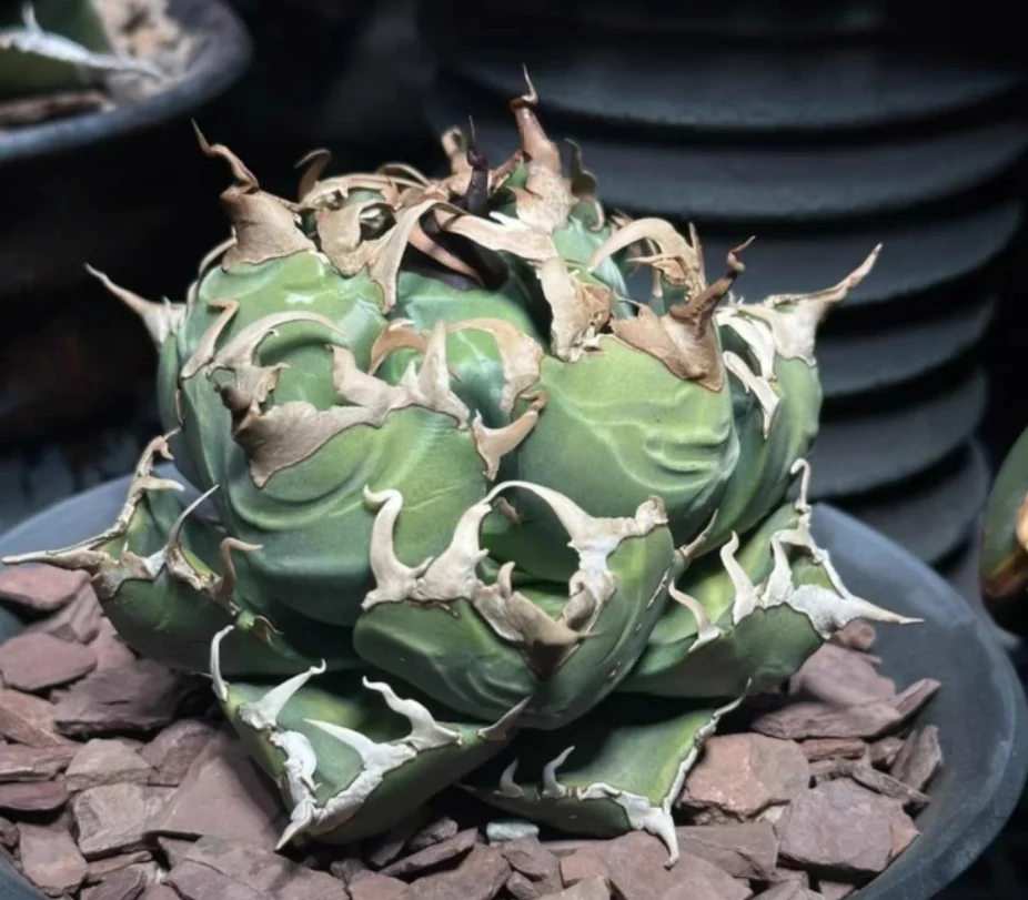 agave9.Agave  Titanota imps /Agave plants / Succulent plants / Garden landscape / Carefully select healthy plants