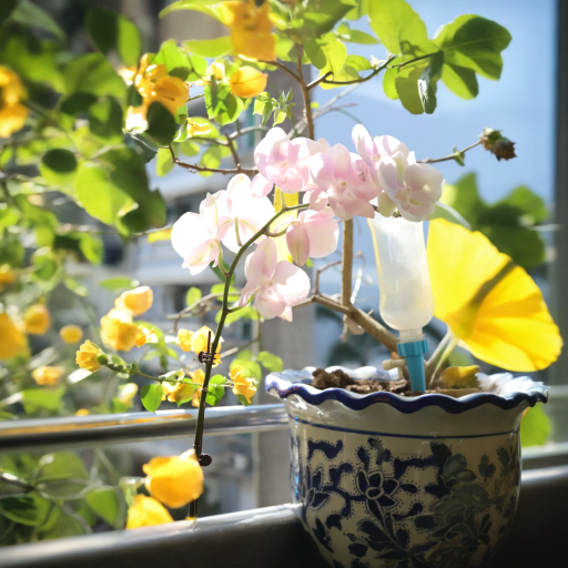 🌺Venice Phalaenopsis Seeds