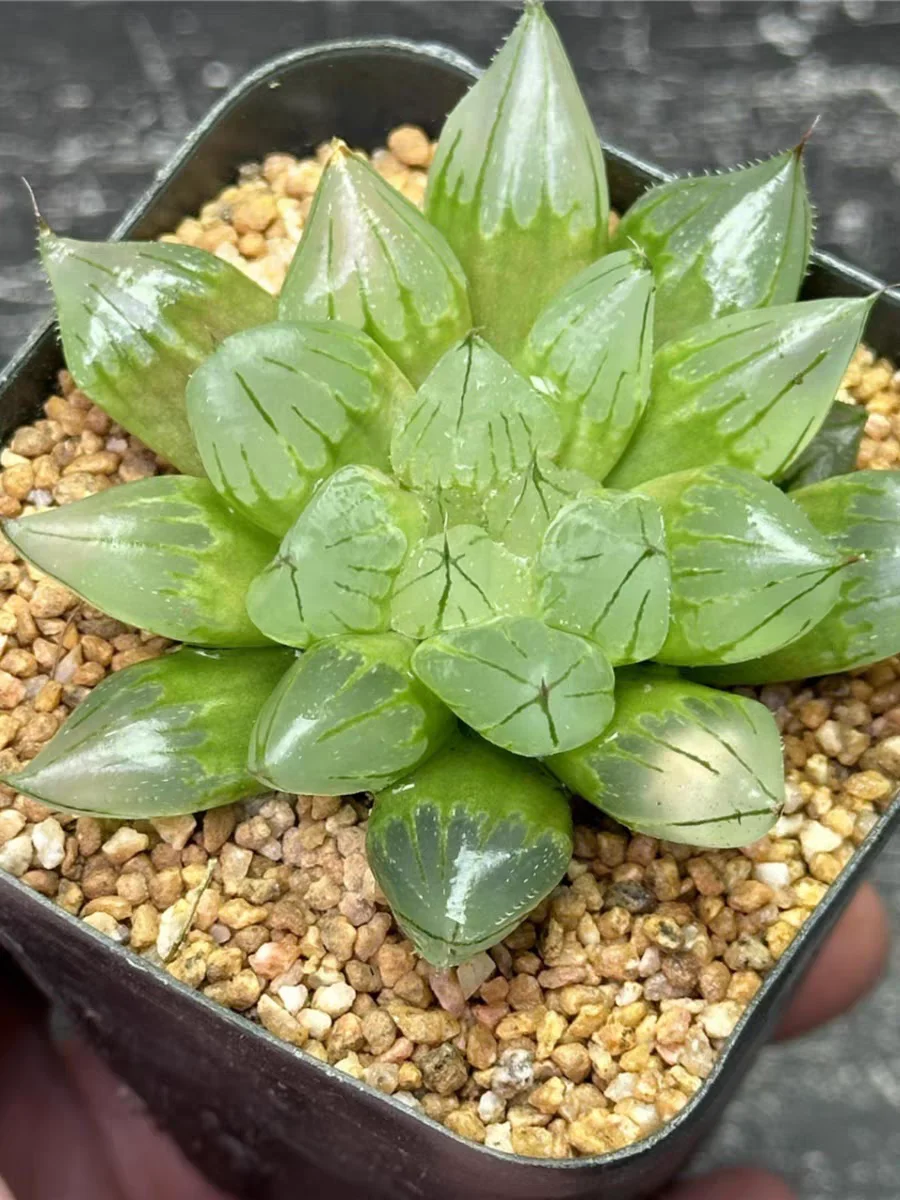 plant Aeonium Echeveria Haworthia  Caudex  Lithops Cactus  Agave 