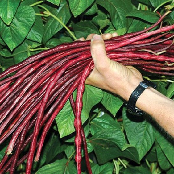 Organic Red Long Bean Jonyparkseed®