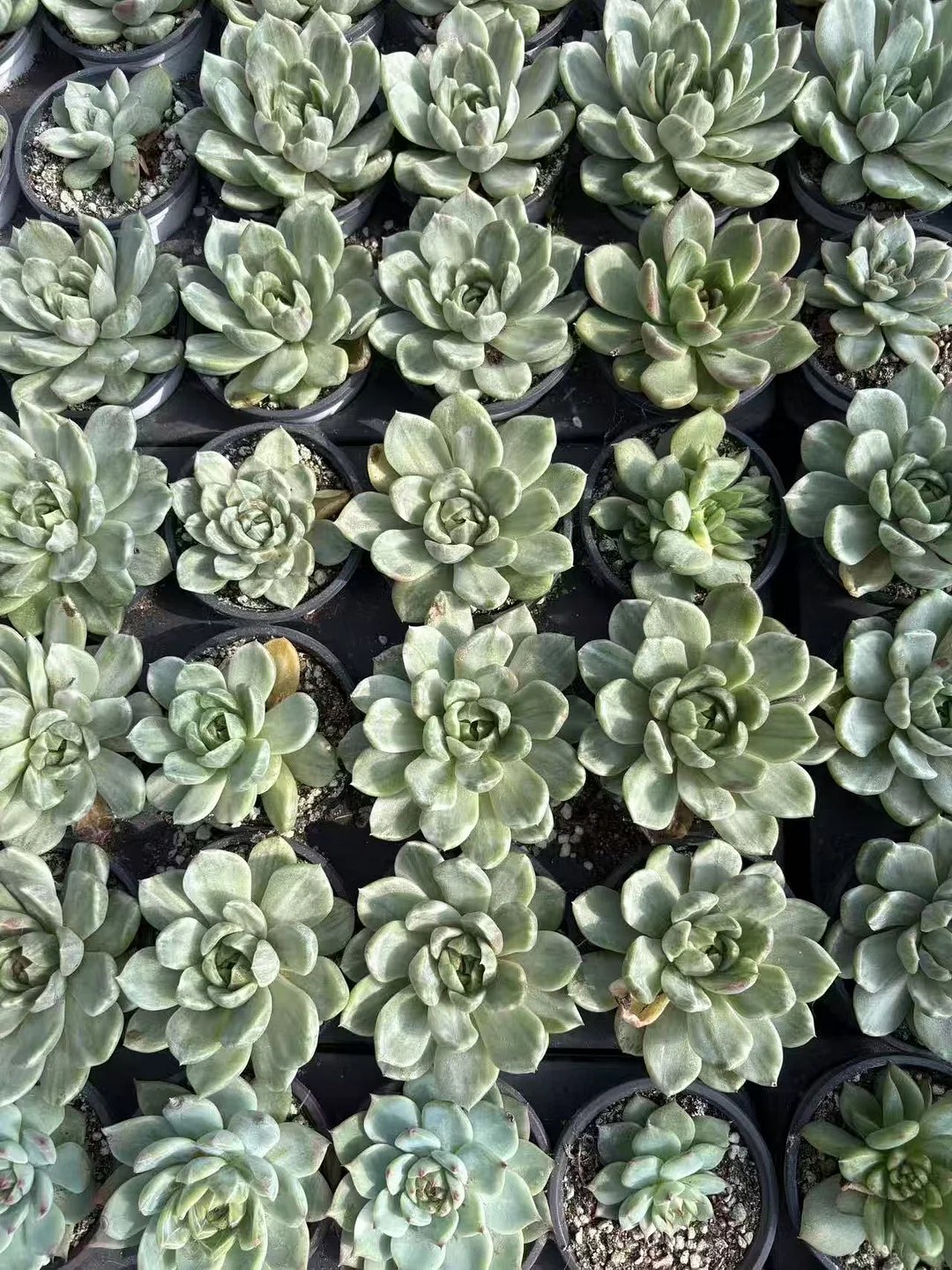 plant Aeonium Echeveria Haworthia  Caudex  Lithops Cactus  Agave 