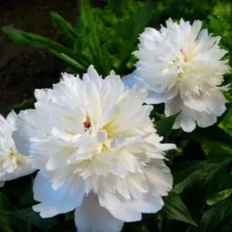 Colorful Peony Flower-Over 7 Colors