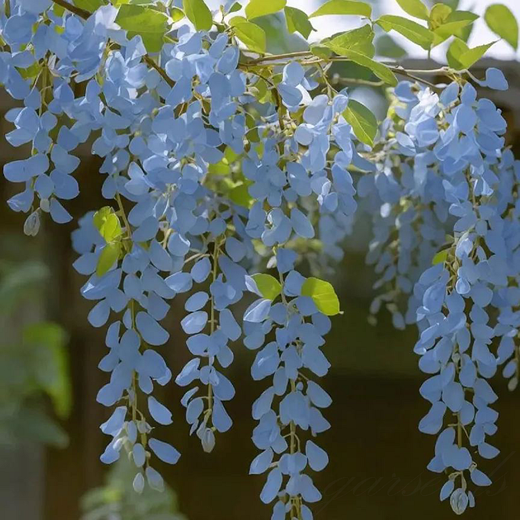 💧Blue Wisteria Seeds