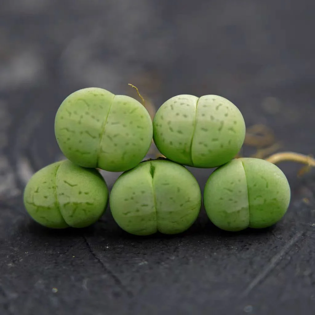 plant Aeonium Echeveria Haworthia  Caudex  Lithops Cactus  Agave 