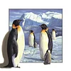 Penguin- Partial Round Diamond Painting(45*45cm)