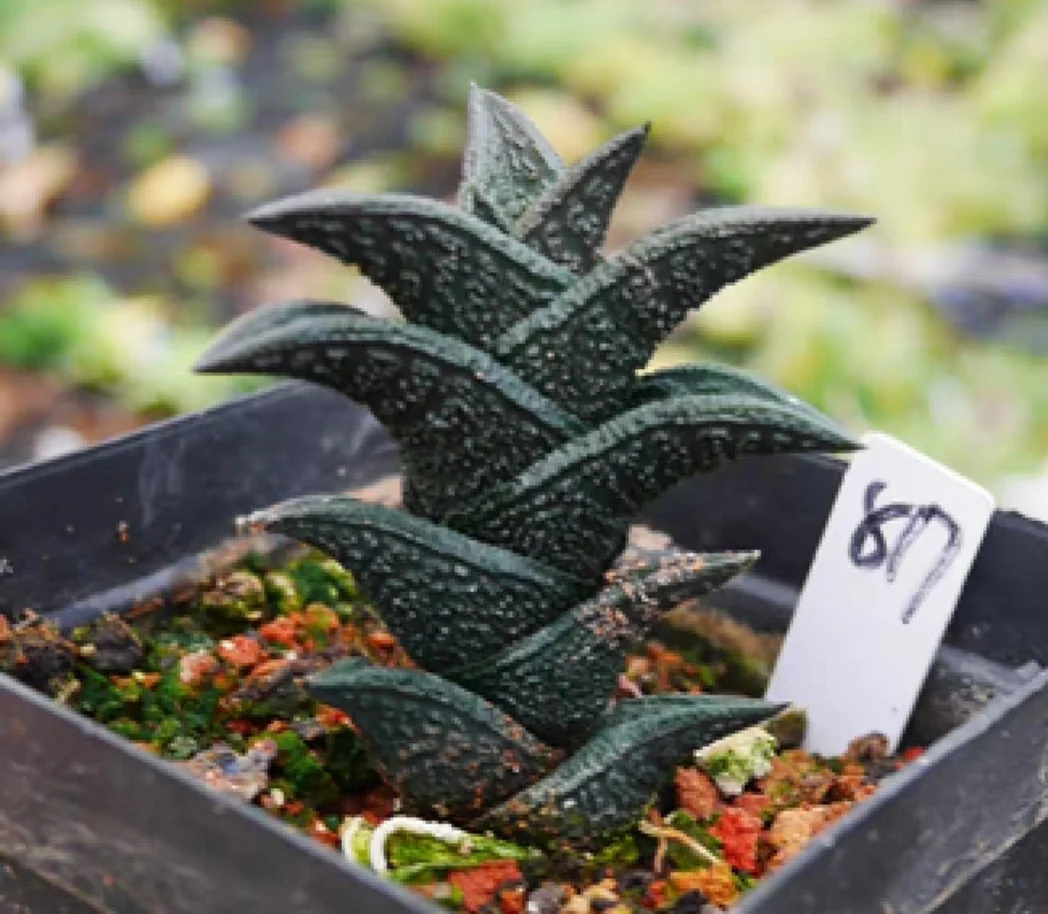 plant Aeonium Echeveria Haworthia  Caudex  Lithops Cactus  Agave 