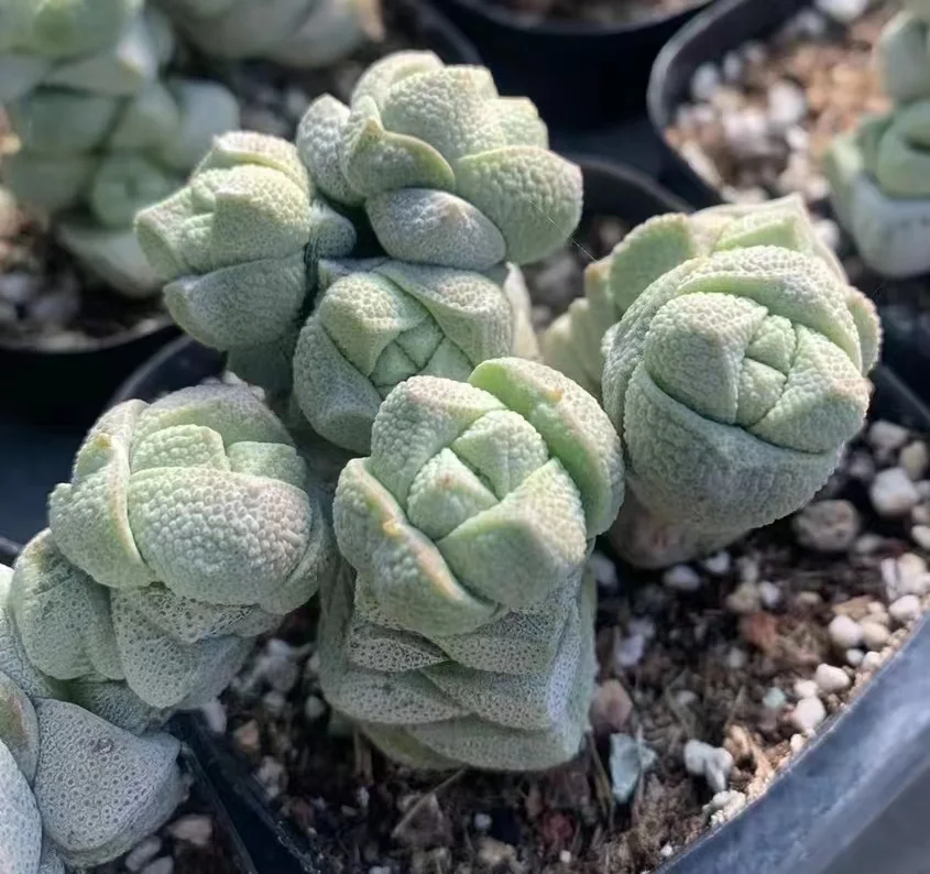 plant Aeonium Echeveria Haworthia  Caudex  Lithops Cactus  Agave 