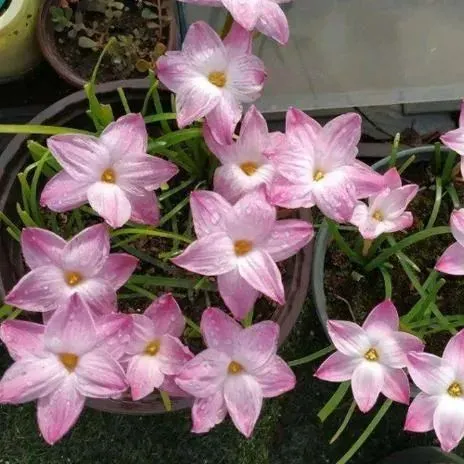Rain Orchid Bulbs-Blooms once the next rain falls