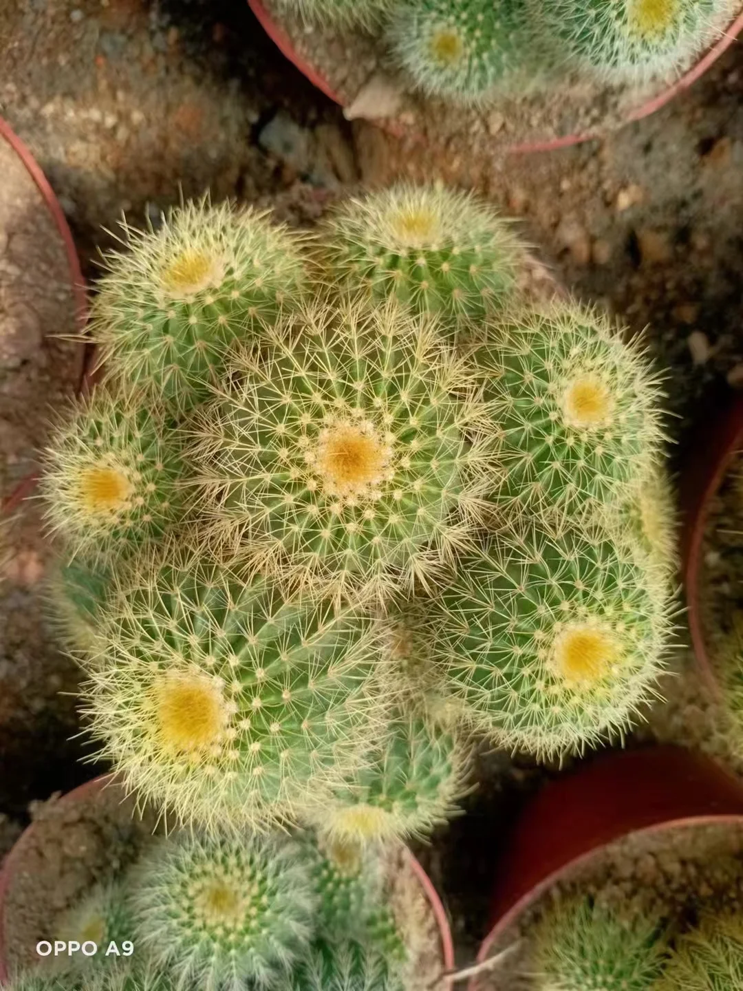 574. Echinocactus grusonii. cluster 9-10cm/Cactus plants /Succulent plants /  Garden landscape / Carefully select healthy plants
