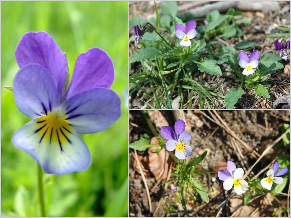 Fiołek Trójbarwny (Viola Tricolor) *Nasiona*-100 nasion