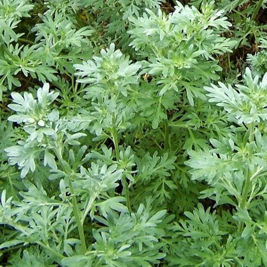 Absinthe Wormwood Seeds Jonyparkseed®
