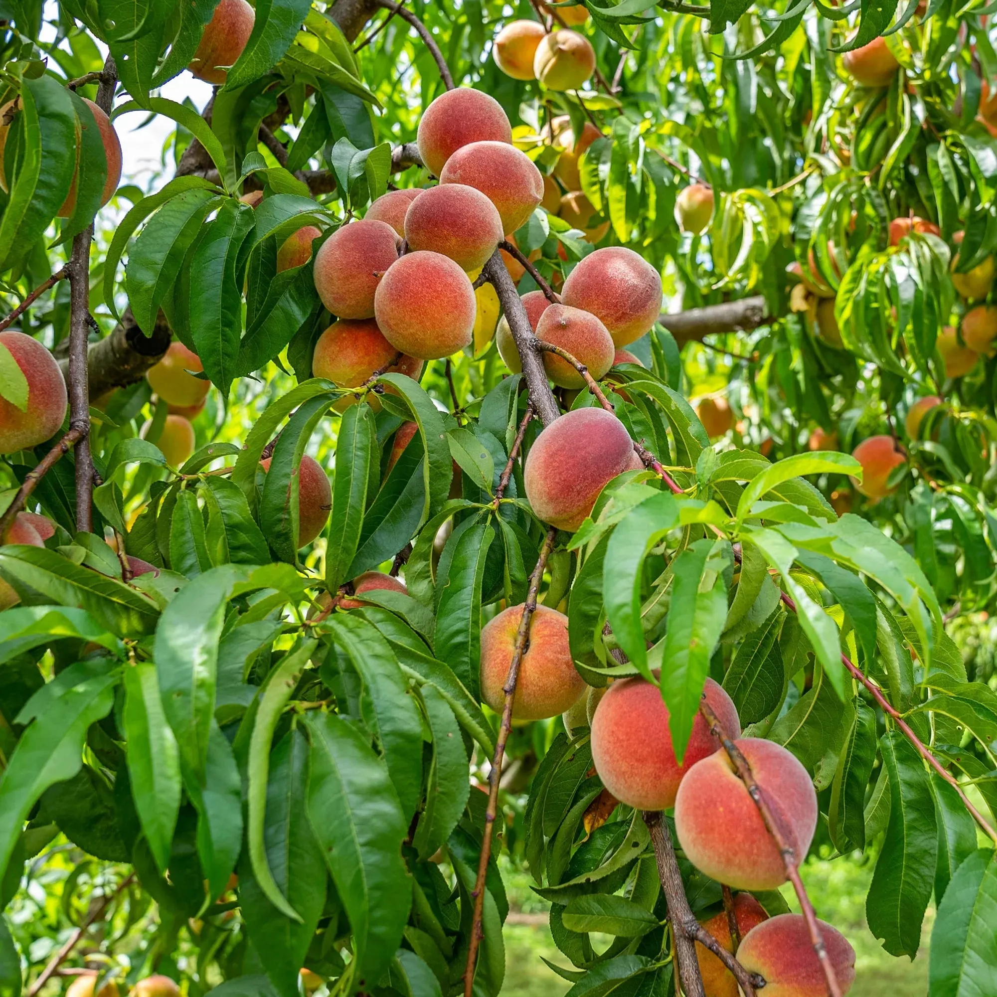 🔥 85K+ SOLD! 🍑 Heirloom "Honey Red" Dwarf Peach Tree Live Seeds
