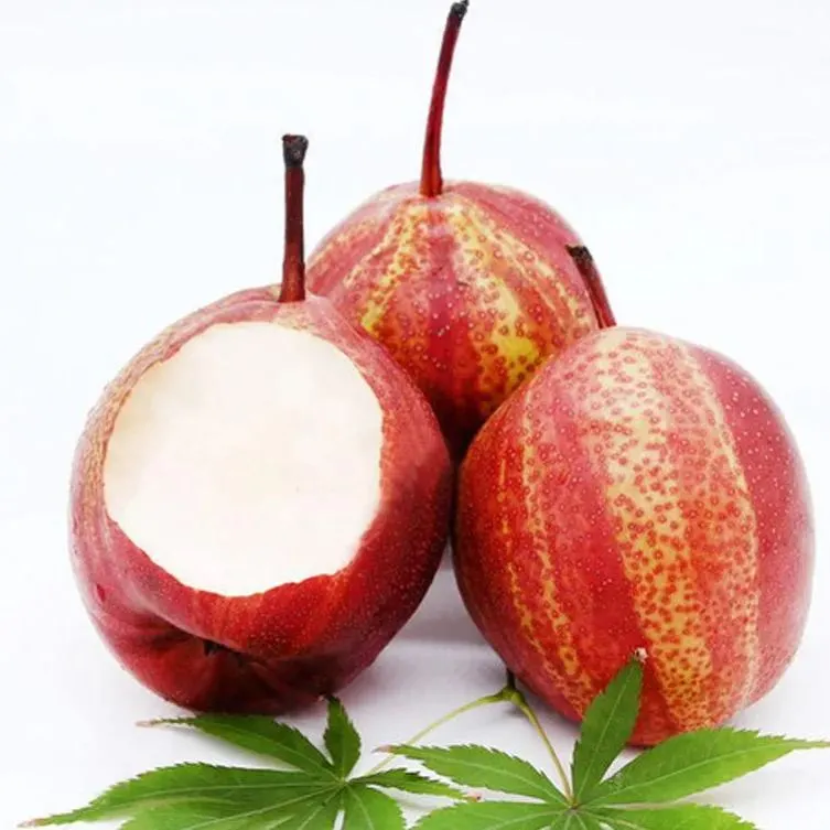 Pyrus pyrifolia 'Nijisseiki'🌈Rainbow Pear Seeds