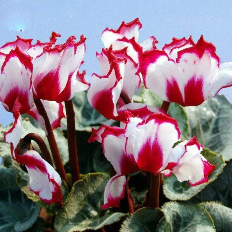 100pcs Seeds White Red Edge Cyclamen Flower Perennial Flowering Plants